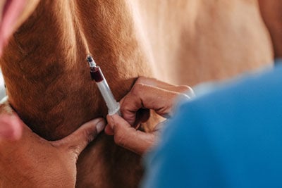 taking blood sample from a horse