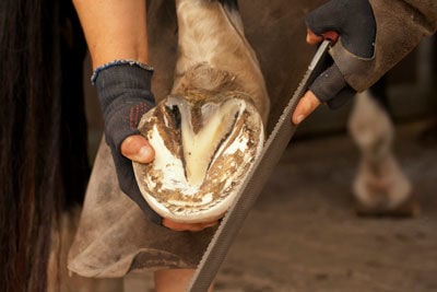 farrier and hoof