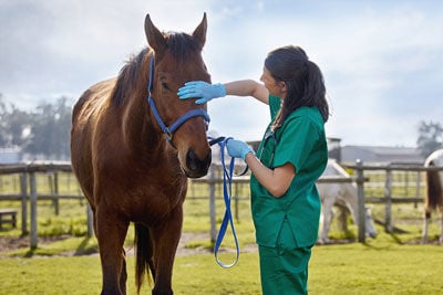 horse and vet