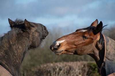 two horses attempting to touch noses in a field