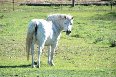 laminitic pony