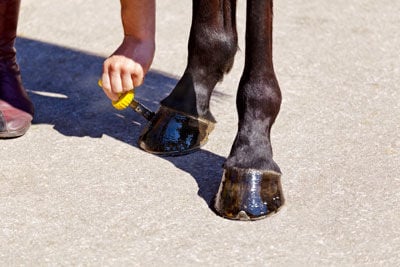 oiling the horse's hooves
