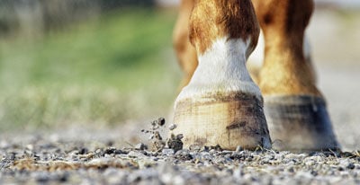 blemish in the hoof wall