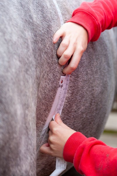 using a weigh tape on a horse