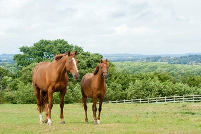 a young chestnut horse and mare
