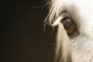 horse eye