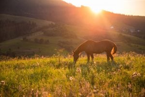 horse on the field