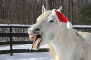 christmas horse smiling