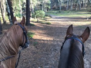 Preparing horses