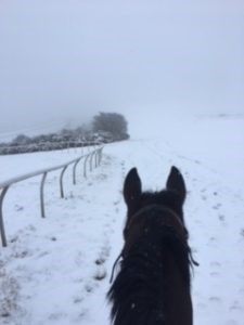 horse in winter