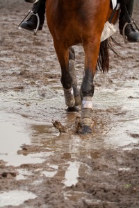 Muddy conditions require your horse to work harder and use more energy 