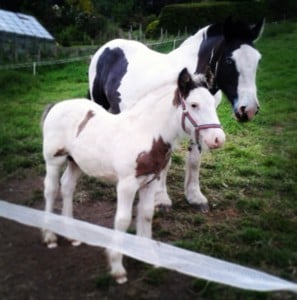 Kitty, with her foal Zebedee when he was 4 months of age. 