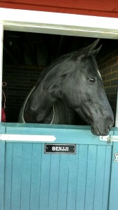 Benjji, no longer needs weave bars on his stable door.