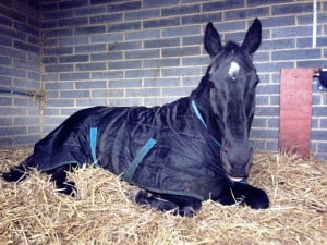 Benjji having a relaxing snooze.