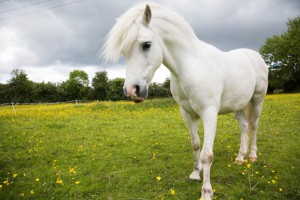 Grey pony