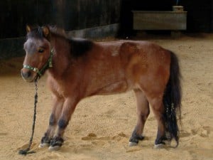 Laminitis