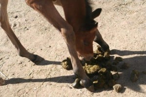 foal eating poo small