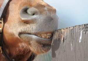 horse chewing wood fence