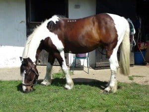 Cheyenne Warrior munching some grass.