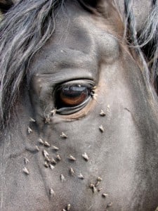 Horse with flies