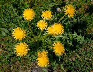 2 Dandelion