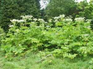 Giant Hogweed