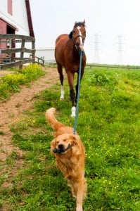A Golden Retriever leads a horse from the barn by pulling on the lead rope.