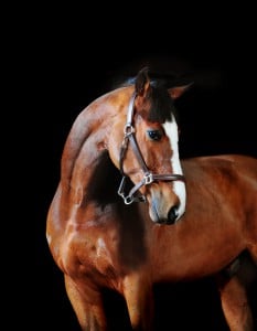 bay horse stallion portrait on the black background
