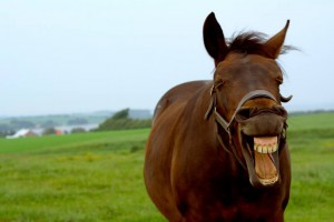 Horse Yawn