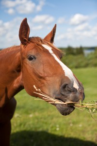 Horse eating some hay and grass in a field.