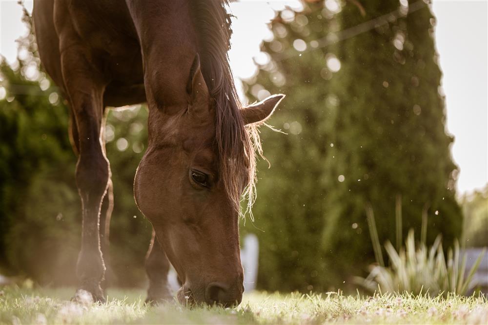 Riderline | Halolaj és lenmagolaj: fontos kiegészítői lovad étrendjének