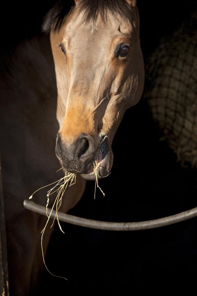Does your horse suffer with respiratory problems? Feedmark