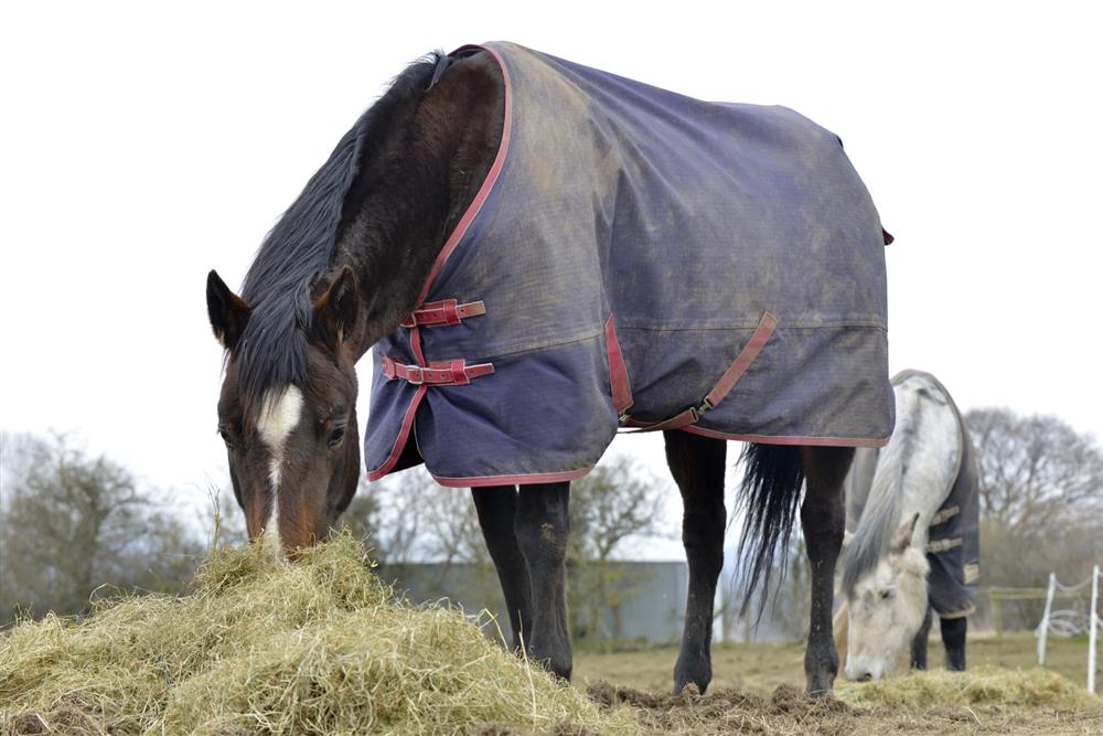Feeding the Ulcer Prone Horse Nutrition Feedmark