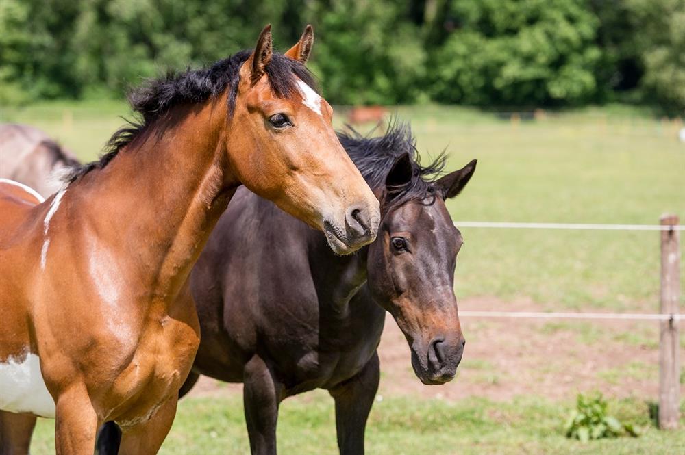 What Are Feed Balancers and Would They Help Your Horse? Feedmark