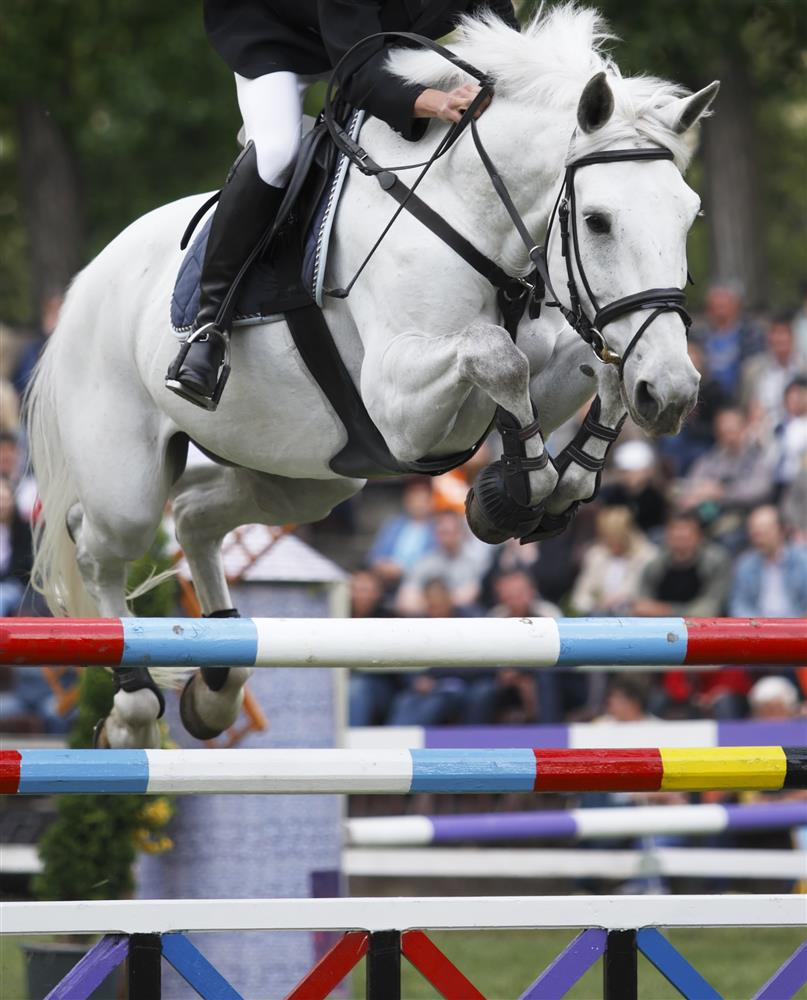 What Are Supplements and Does My Horse Need One? Feedmark