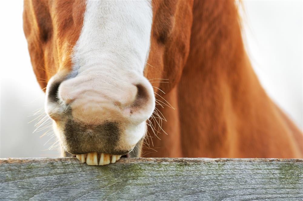 Fair play for crib biters Carolyn Henderson Feedmark Feedmark