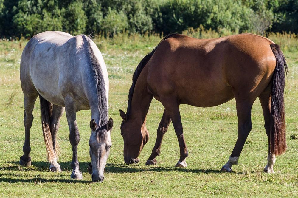 ló metabolikus szindróma és fogyás