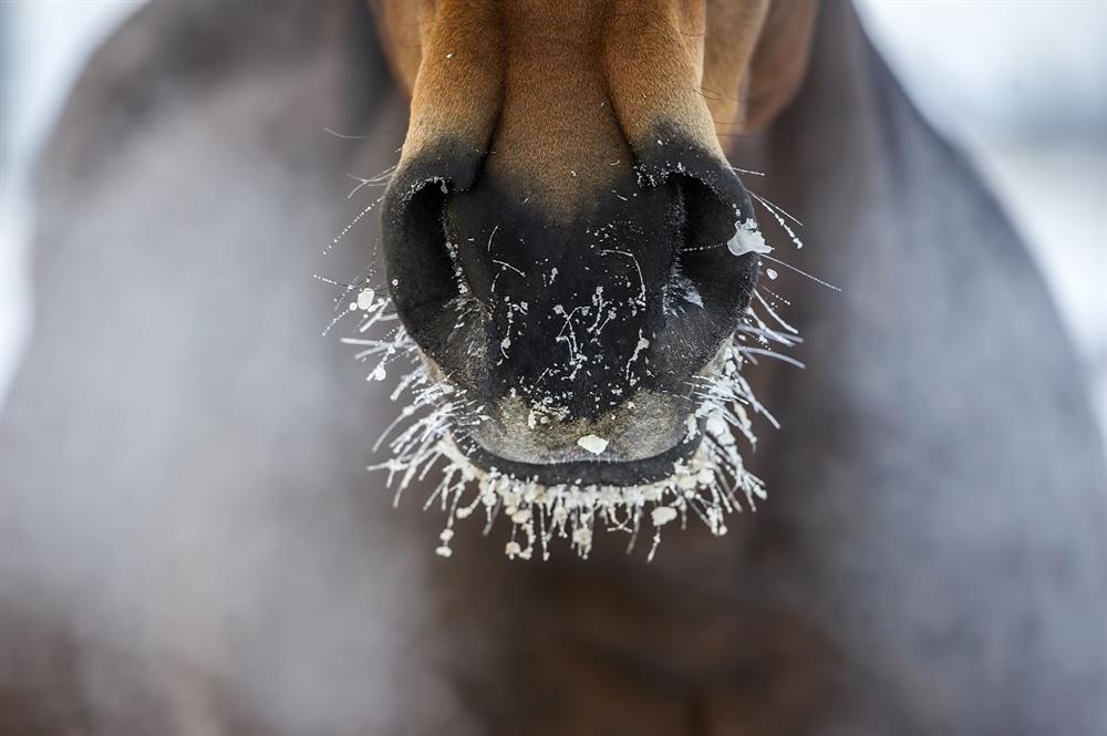 Does your horse have a winter cough or nasal discharge? Feedmark