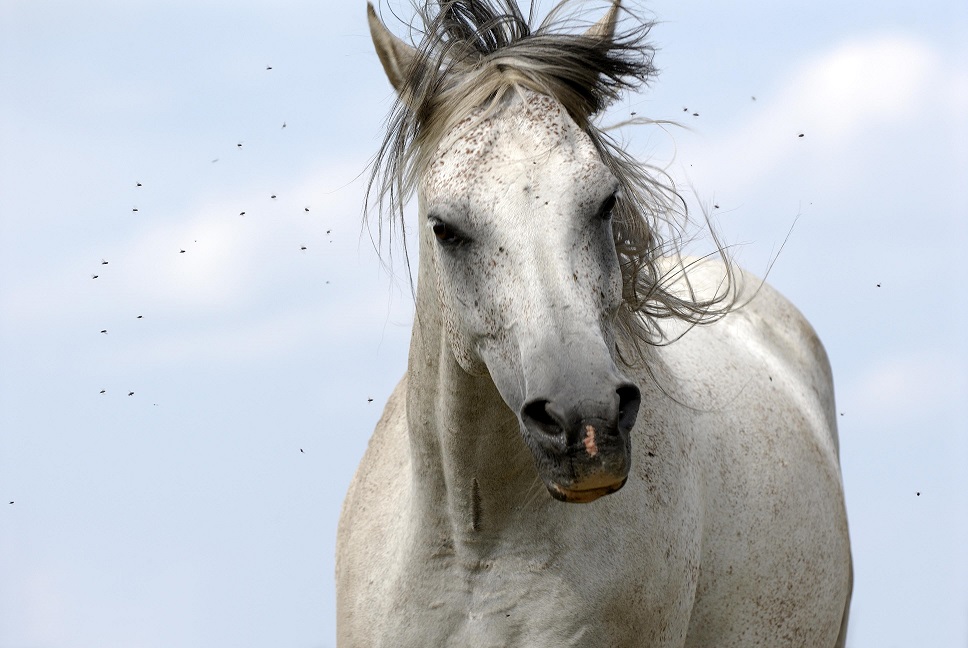 Protect Your Horse Against Flies and Insects Feedmark