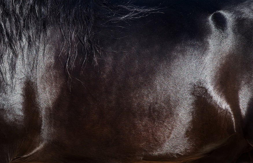 Does your horse have dry, itchy skin? | Feedmark