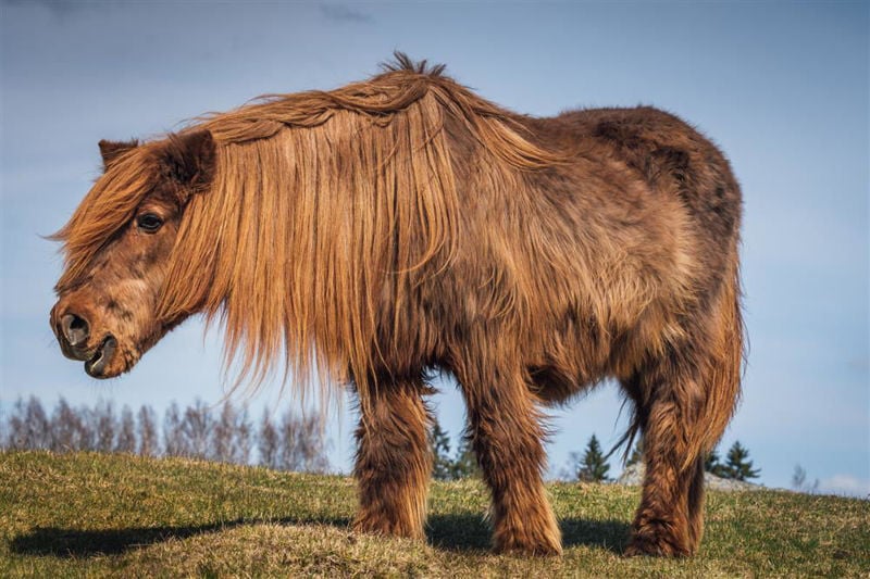 Helping Horses to Moult