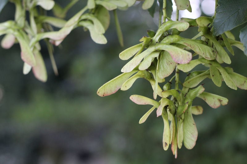 Atypical Myopathy (Sycamore Poisoning): What Is It and How Can I Reduce The Risk