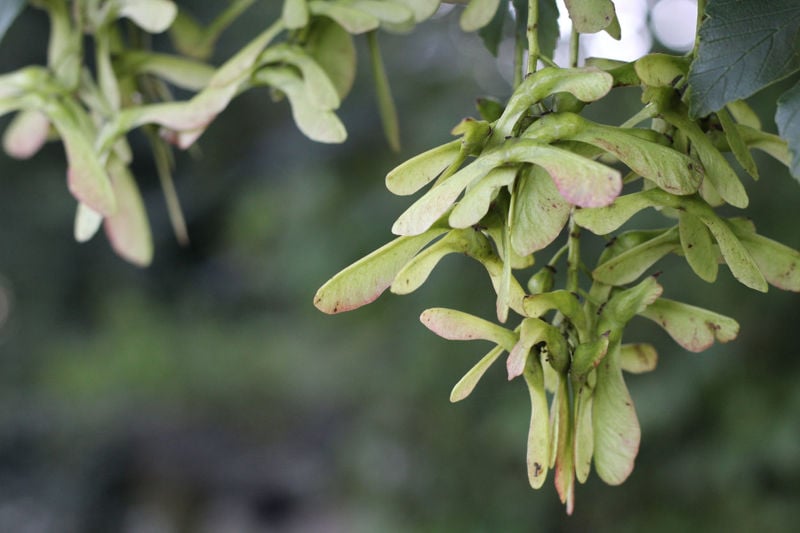 Atypical Myopathy (Sycamore Poisoning): What Is It and How Can I Reduce The Risk