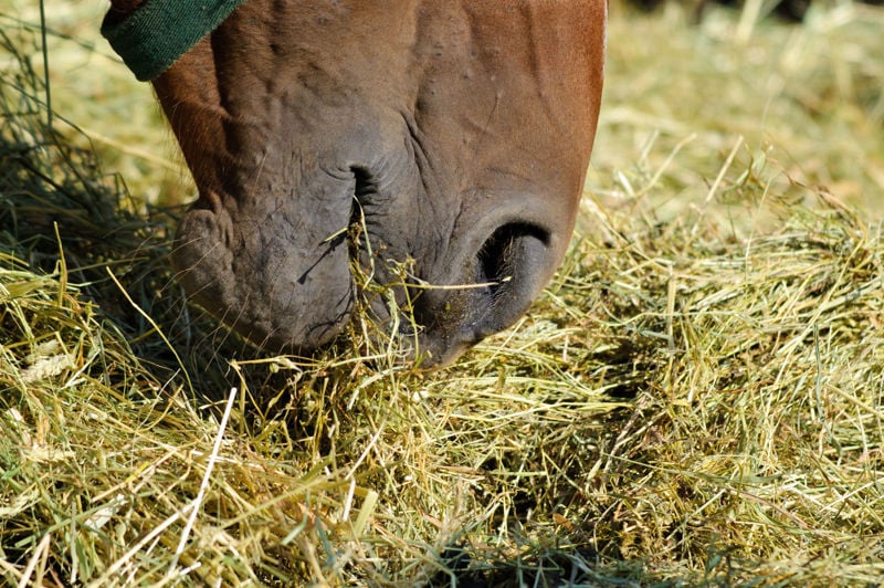 Your Horse’s Gut:  Gastrointestinal Structure and Function