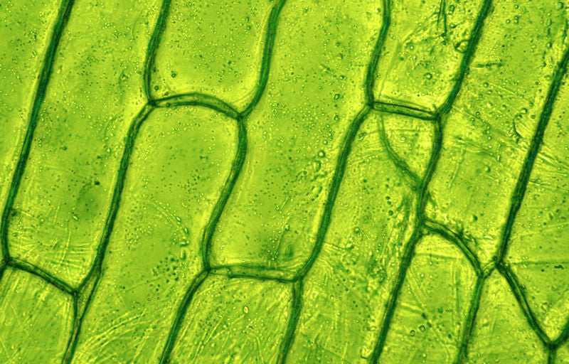 Fuel or Filler? What is the Real Nutrient Content of Grass for Horses?