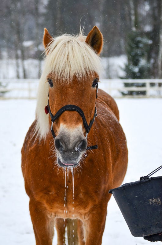 Keeping Horses Hydrated Throughout Winter