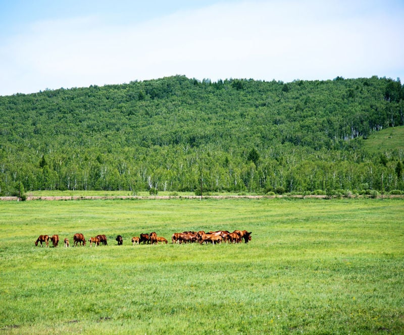 The Importance of Parasite Control and Targeted Treatment