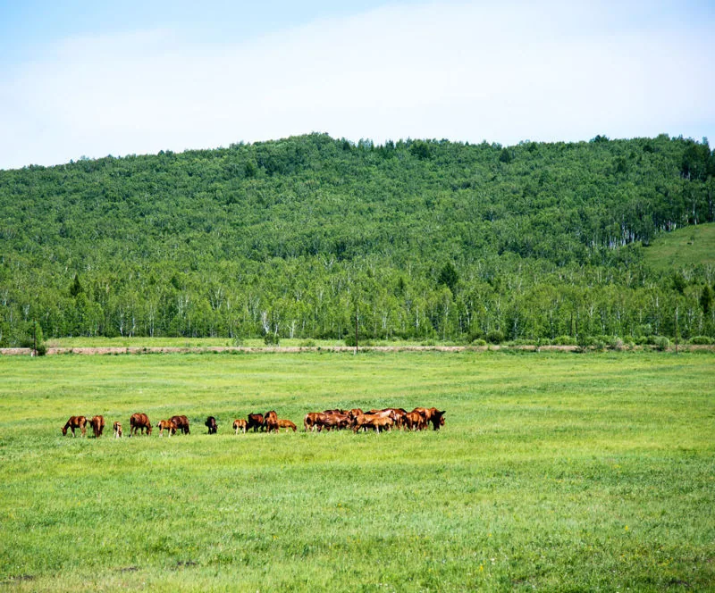 The Importance of Parasite Control and Targeted Treatment