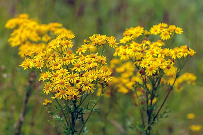 Equine plant toxicity: toxic metabolites,  internal systems affected and management