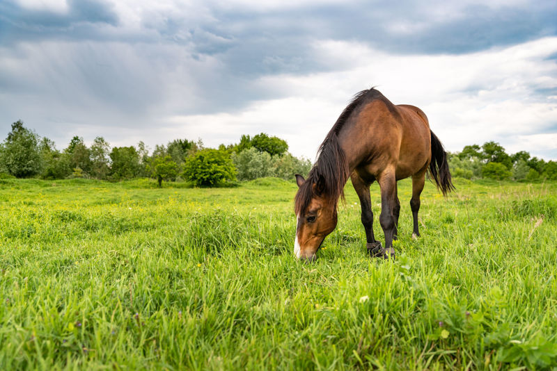 Equine Gastric Disease